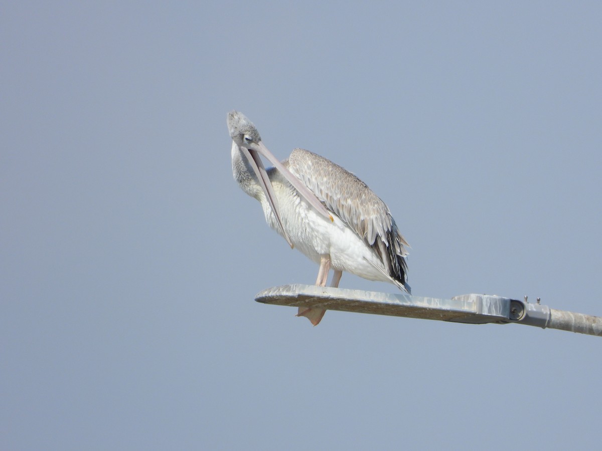 Pélican gris - ML644471550