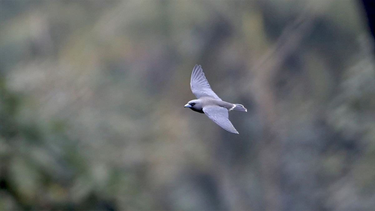 Ashy Woodswallow - ML644471553