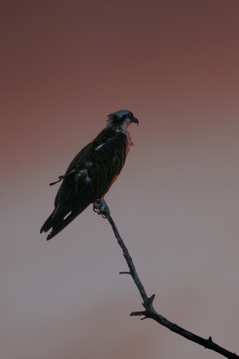 魚鷹 - ML644471559