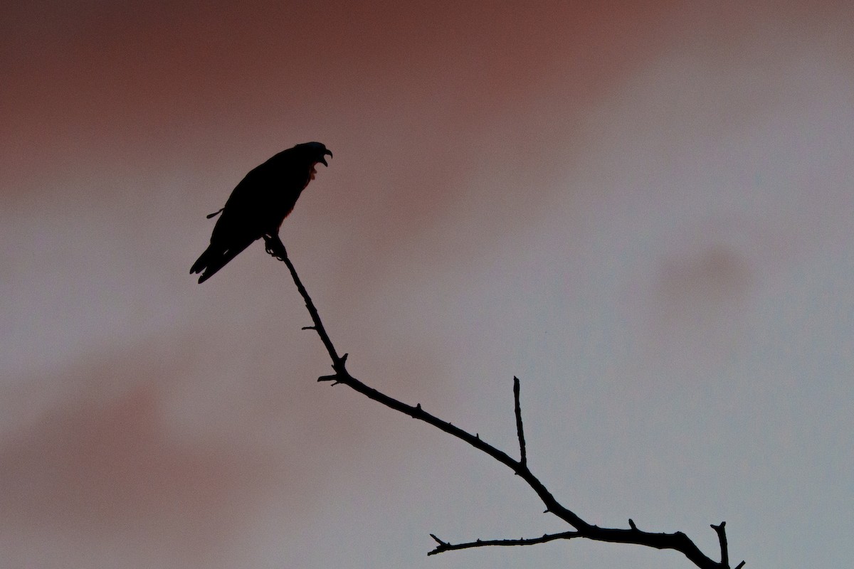 魚鷹 - ML644471560