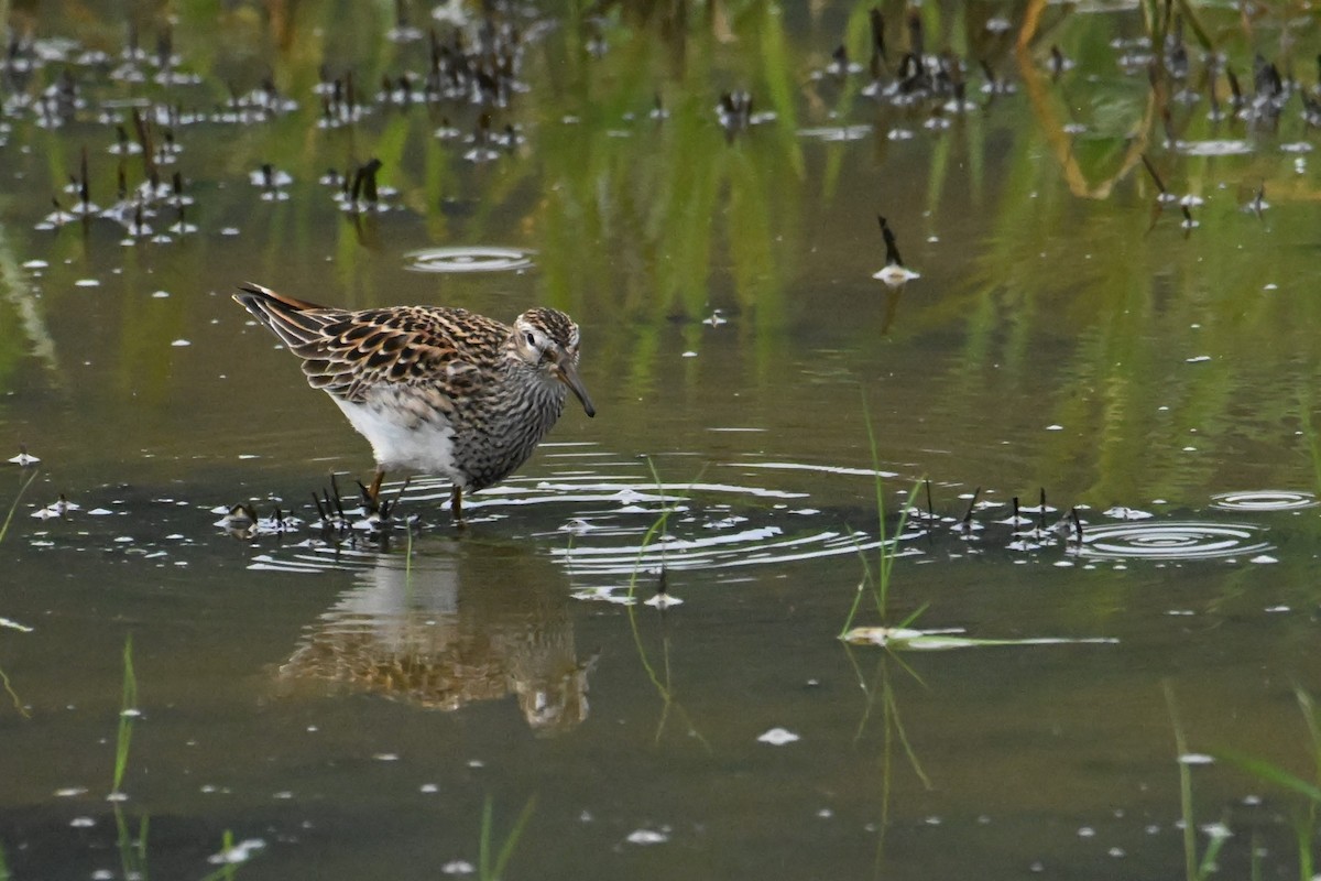 Pectoral Sandpiper - ML644471605