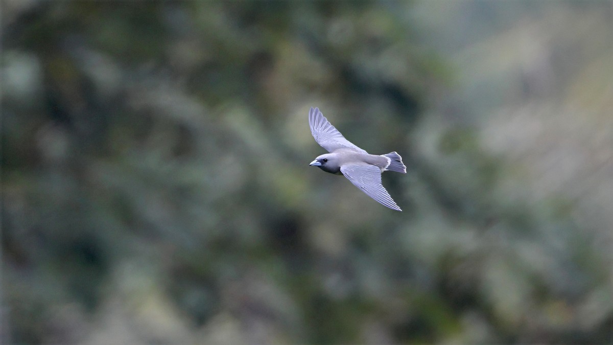 Ashy Woodswallow - ML644471618