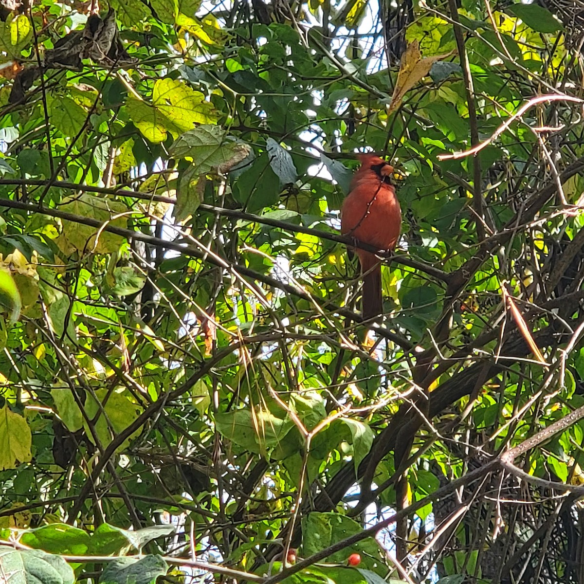 Northern Cardinal - ML644471623