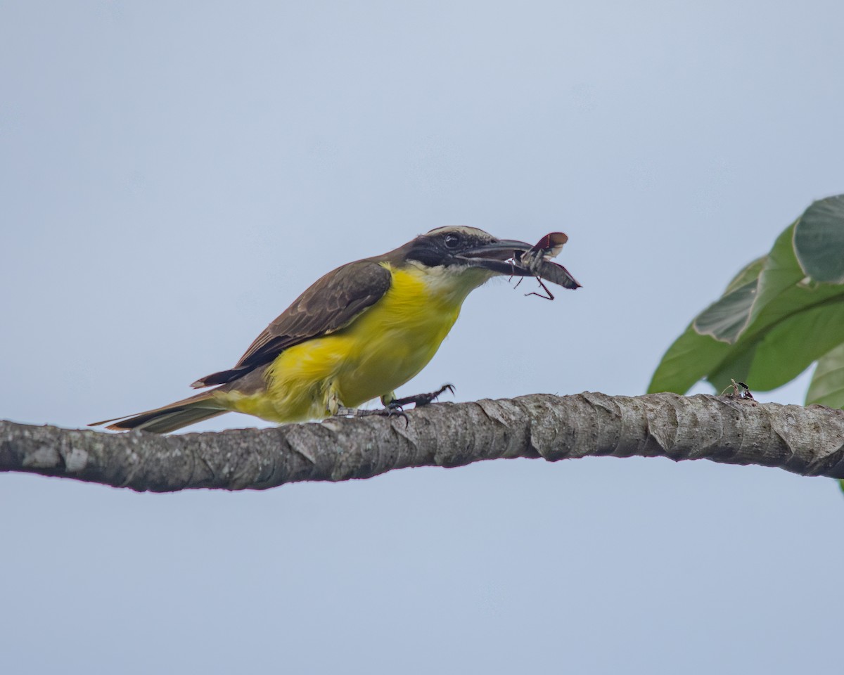 Tyran pitangua - ML644471627