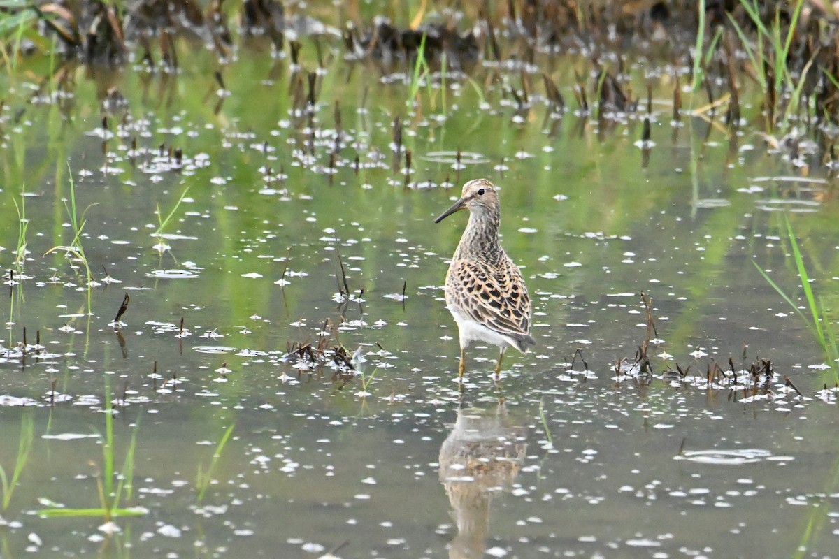 Pectoral Sandpiper - ML644471635
