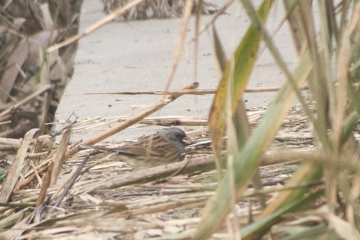 Black-faced Bunting - ML644471643