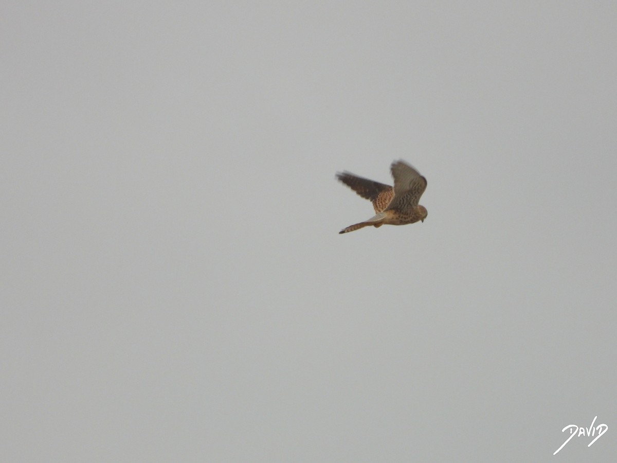 tårnfalk - ML644471650