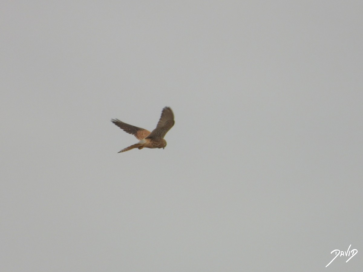 tårnfalk - ML644471651