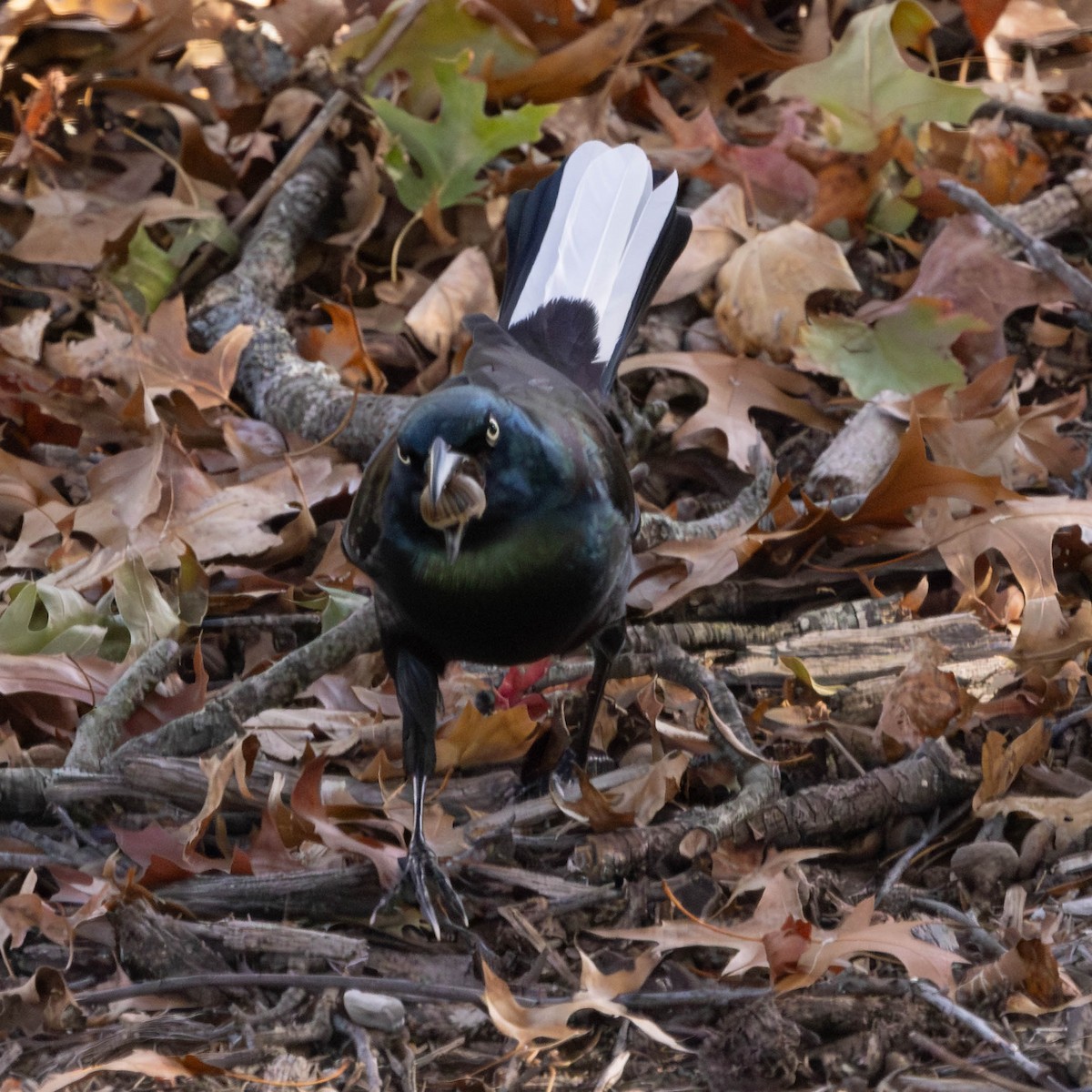 Common Grackle - ML644471652