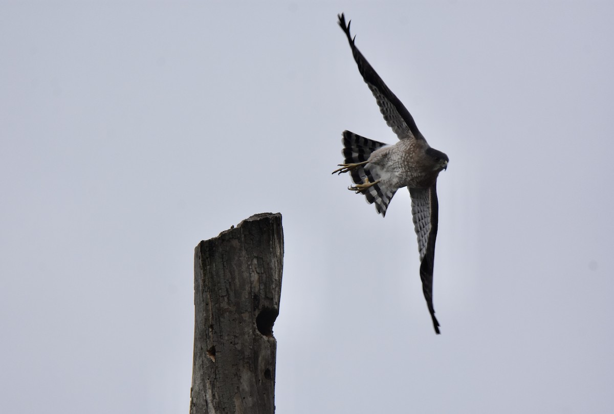 Rundschwanzhabicht - ML644471653