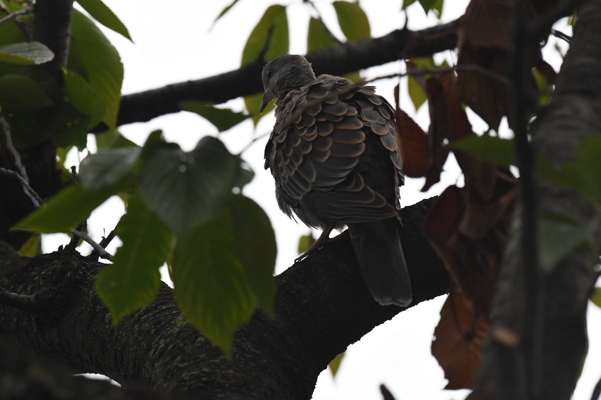Oriental Turtle-Dove - ML644471663