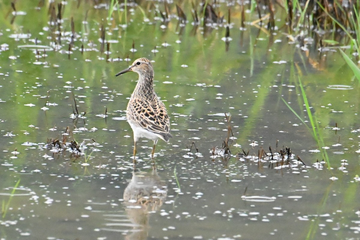 Pectoral Sandpiper - ML644471681