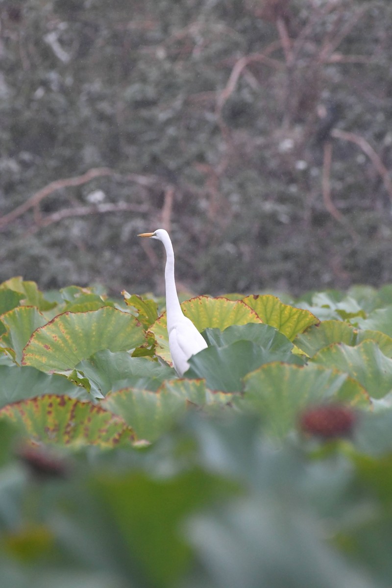 egretthegre - ML644471683