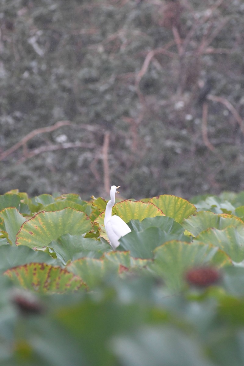 egretthegre - ML644471684