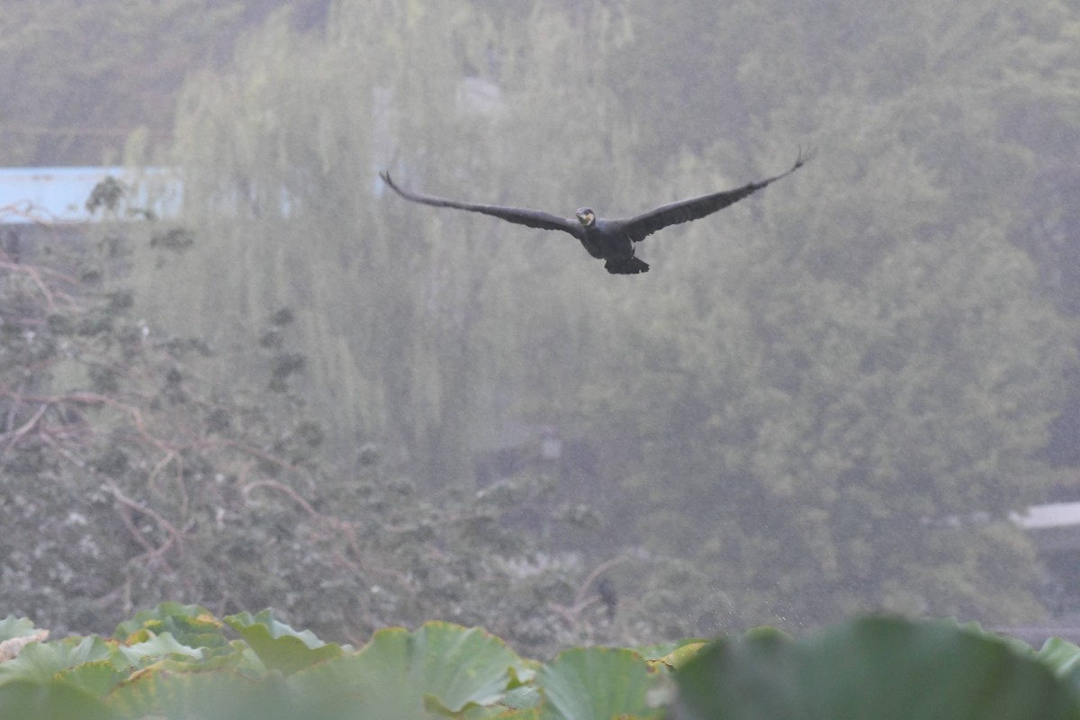 storskarv - ML644471690