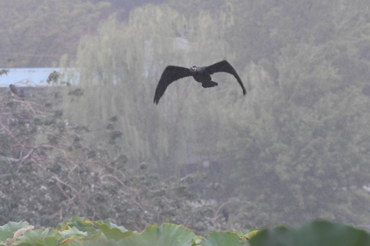 storskarv - ML644471691