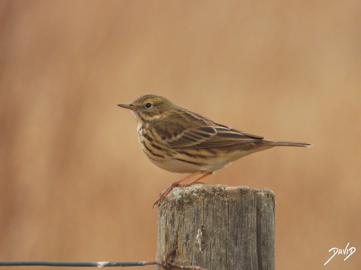 linduška luční - ML644471692