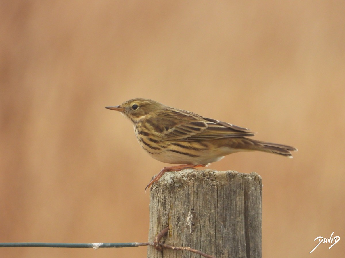 linduška luční - ML644471693