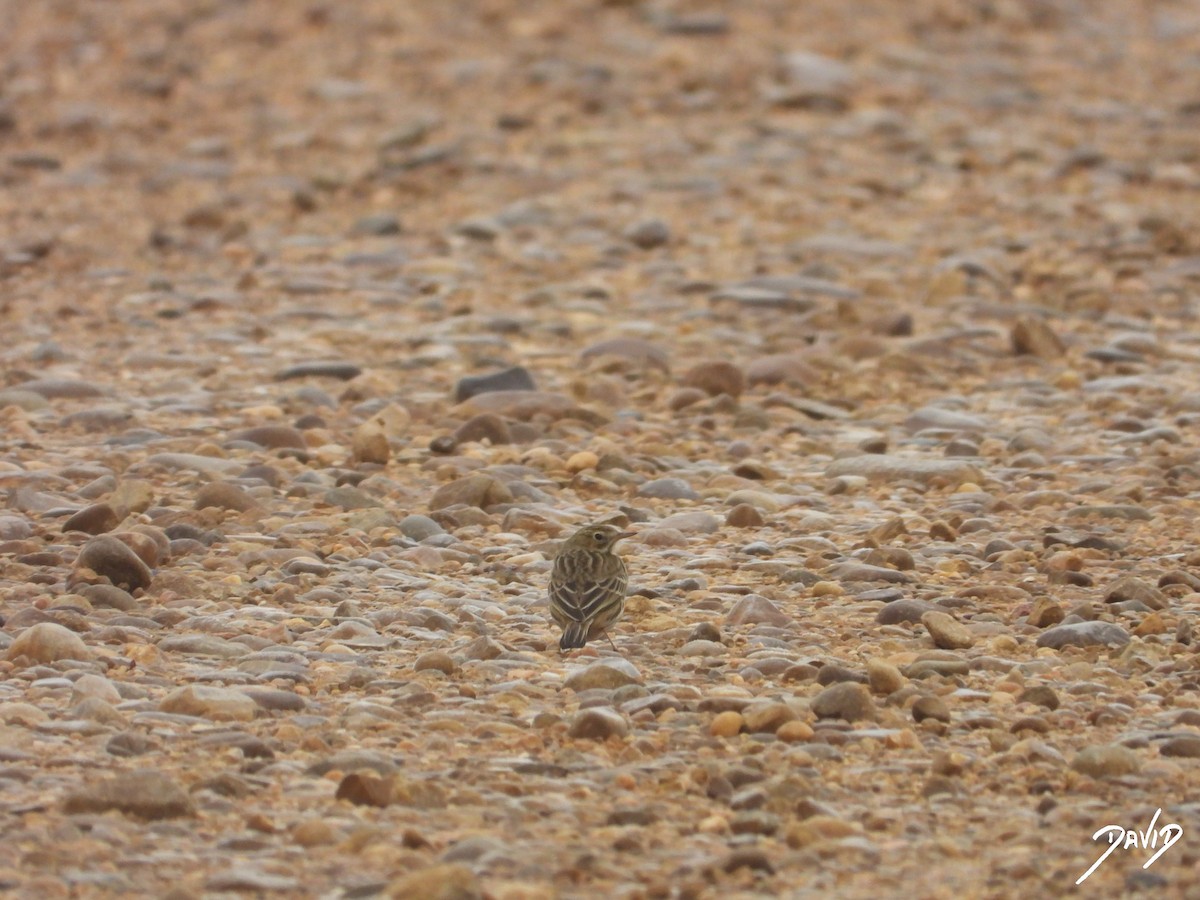 linduška luční - ML644471694