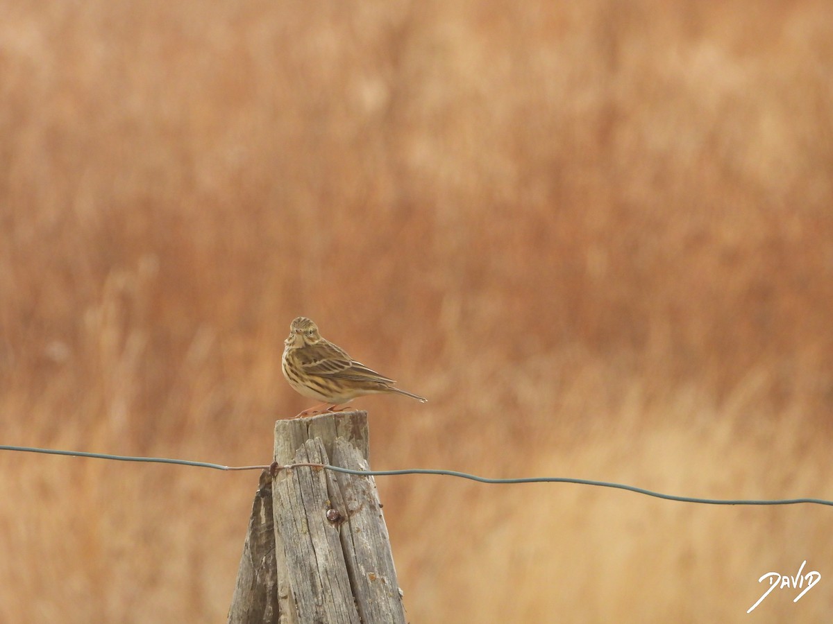 linduška luční - ML644471696