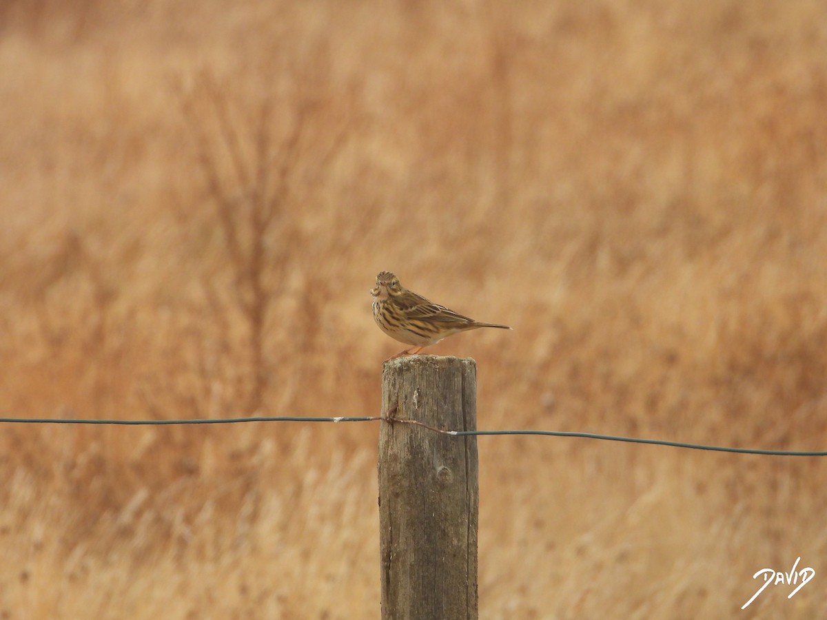 linduška luční - ML644471697