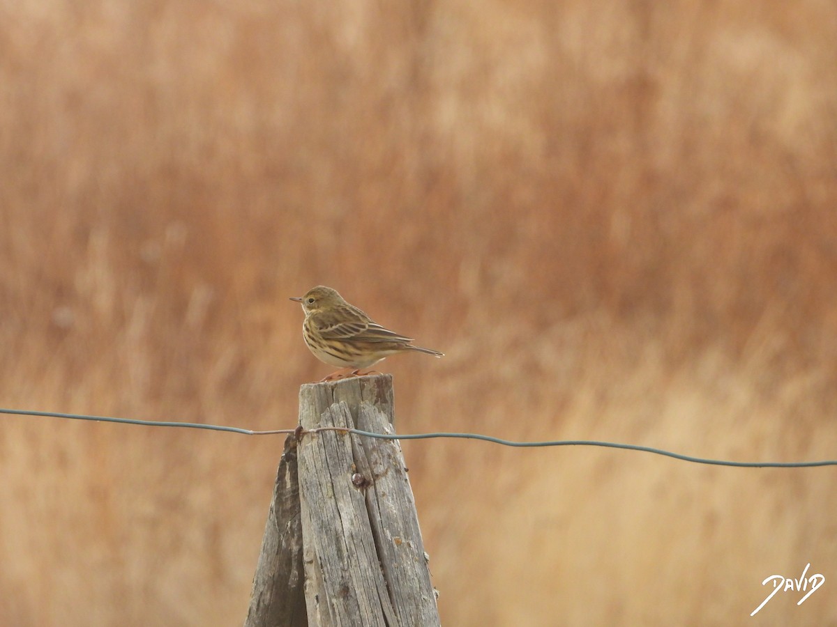 linduška luční - ML644471698