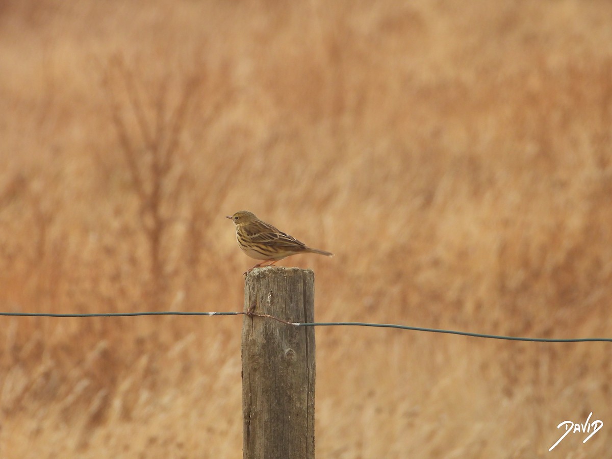 linduška luční - ML644471699