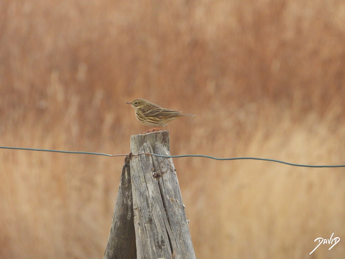 linduška luční - ML644471700