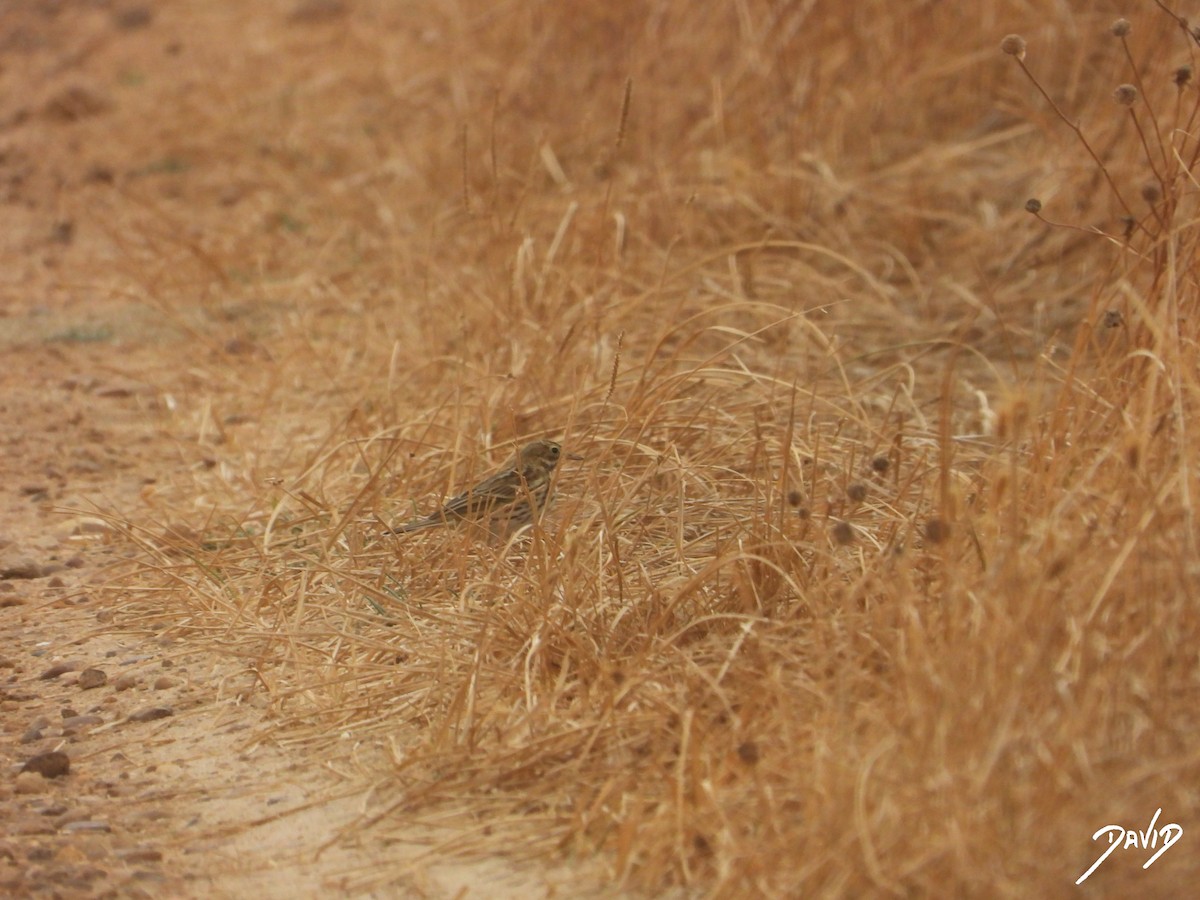 linduška luční - ML644471701