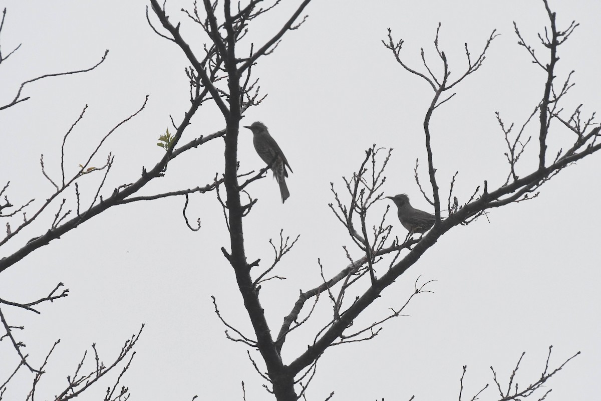 brunørebylbyl - ML644471703