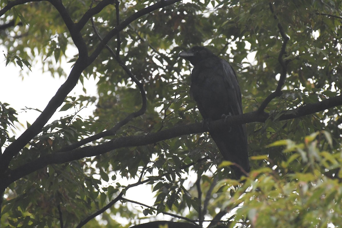 tykknebbkråke - ML644471706