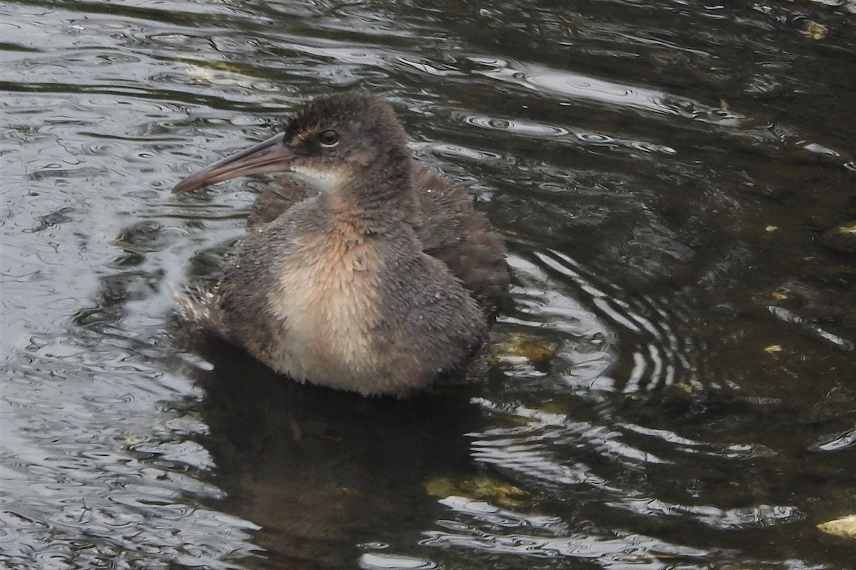 Râle tapageur - ML644471714