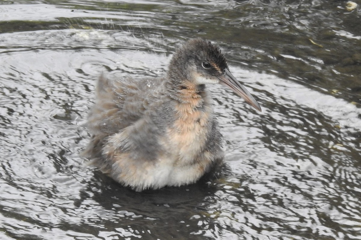 Râle tapageur - ML644471715