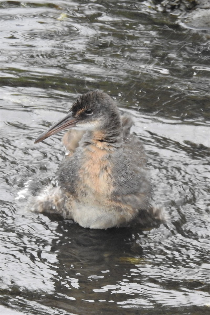 Râle tapageur - ML644471716