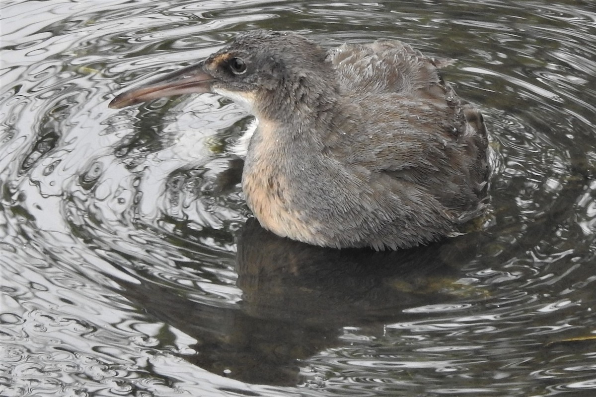 Râle tapageur - ML644471717