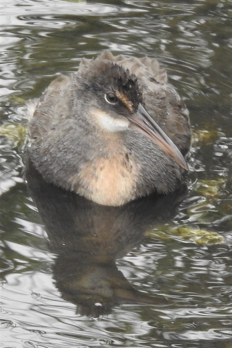 Râle tapageur - ML644471718