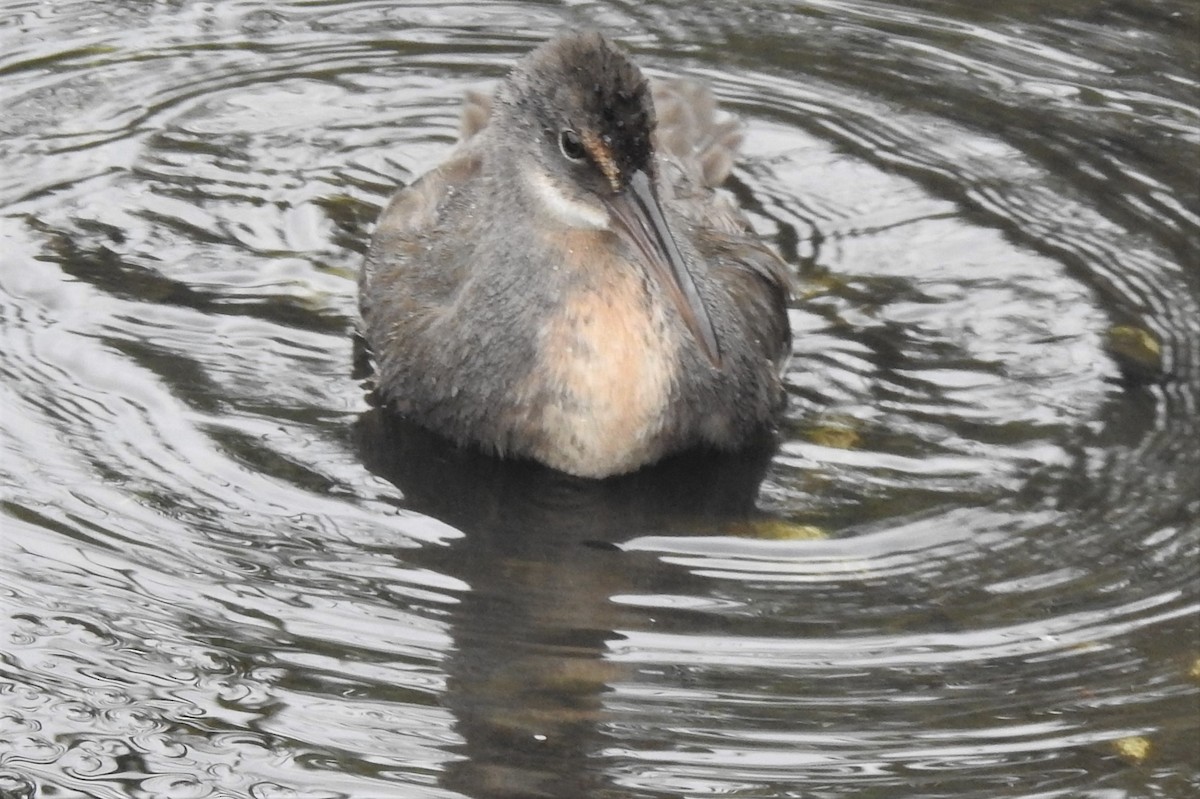 Râle tapageur - ML644471719