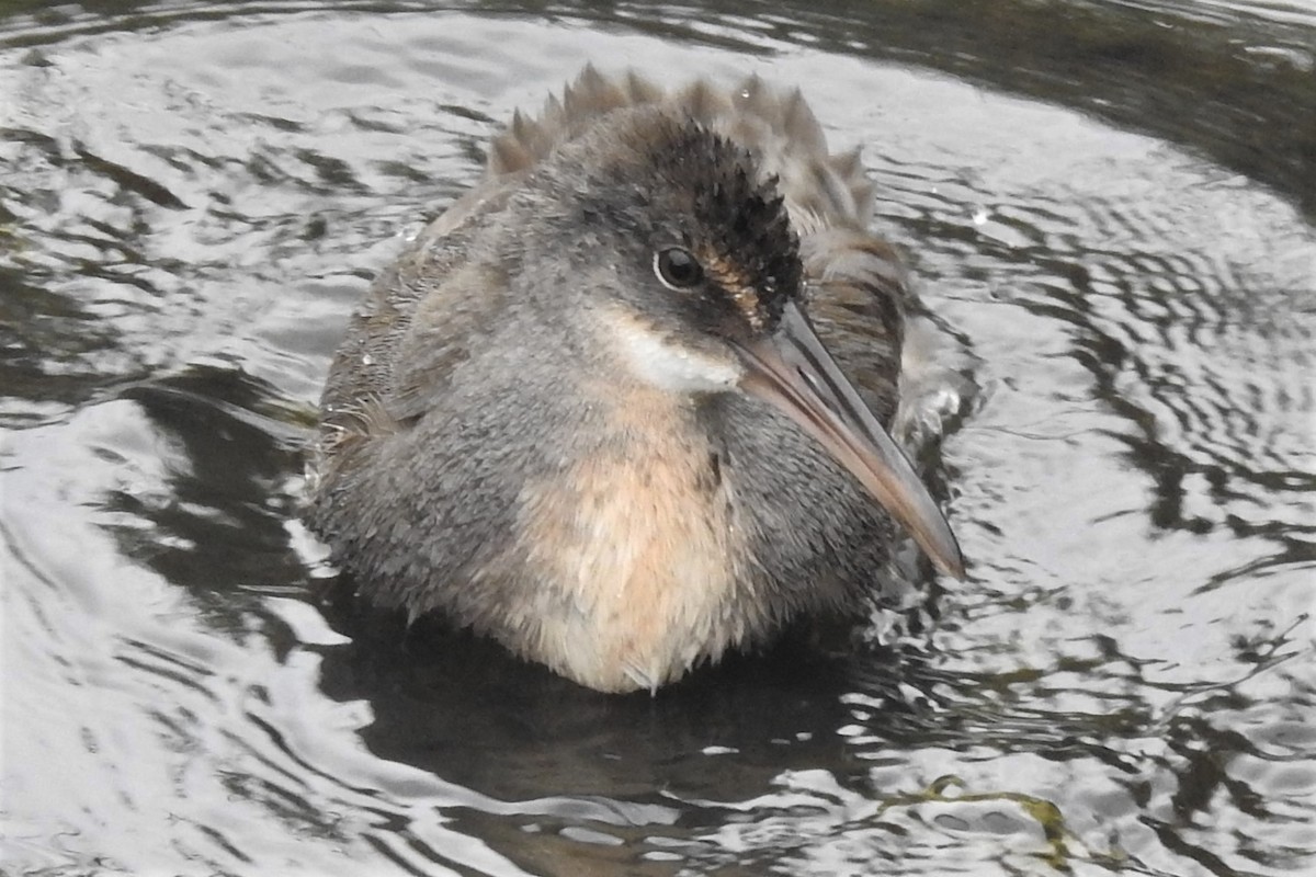 Râle tapageur - ML644471720