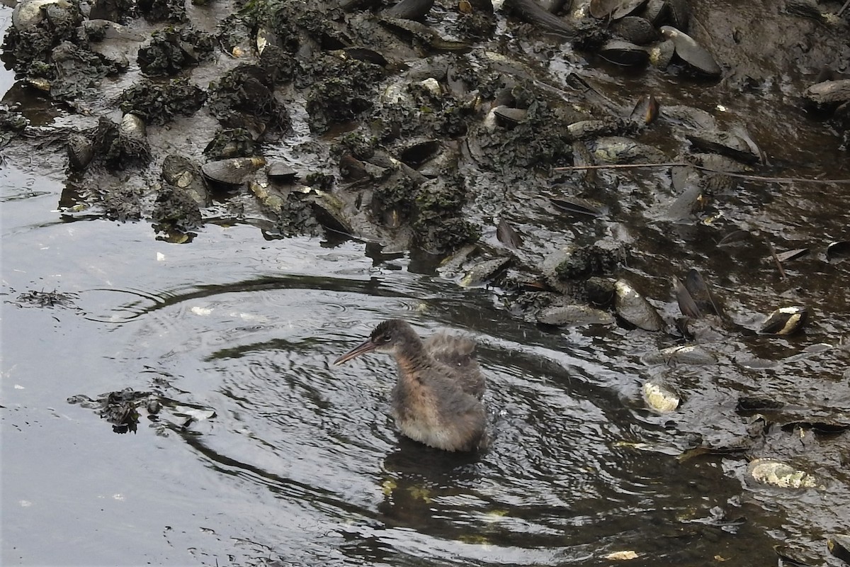 Râle tapageur - ML644471721