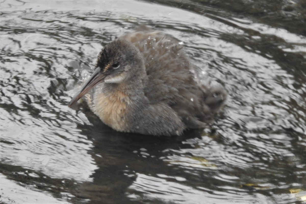 Râle tapageur - ML644471722