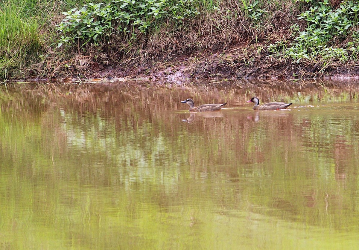 Brazilian Teal - ML644471724