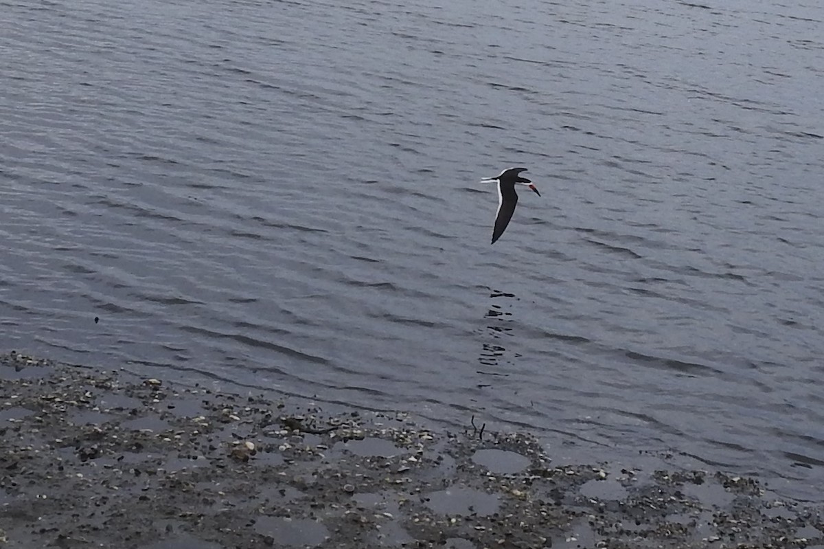 Bec-en-ciseaux noir - ML644471727