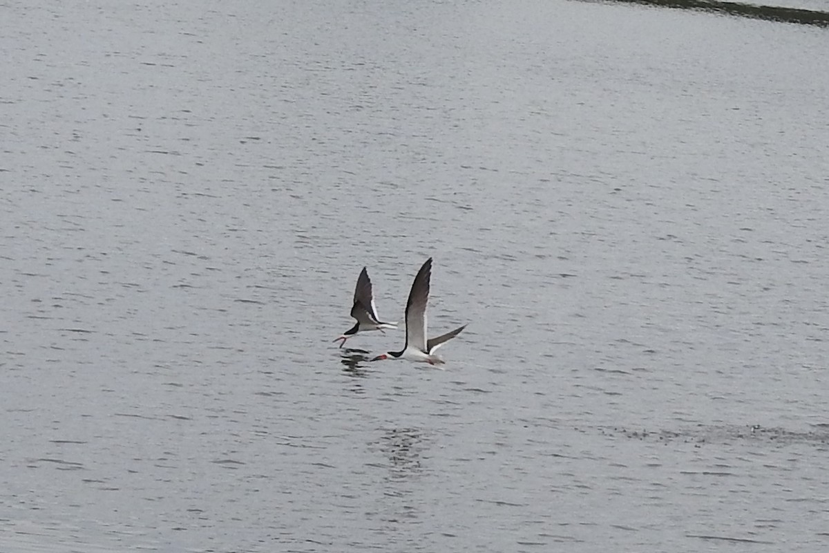 Bec-en-ciseaux noir - ML644471728