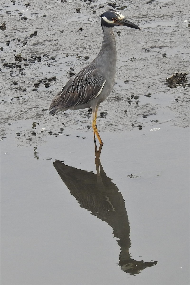 Bihoreau violacé - ML644471735