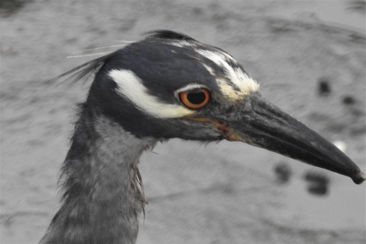 Bihoreau violacé - ML644471736