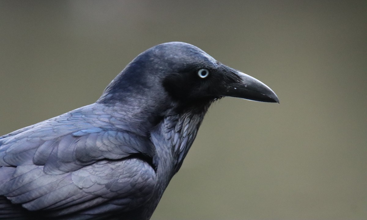 Australian Raven - ML644471741