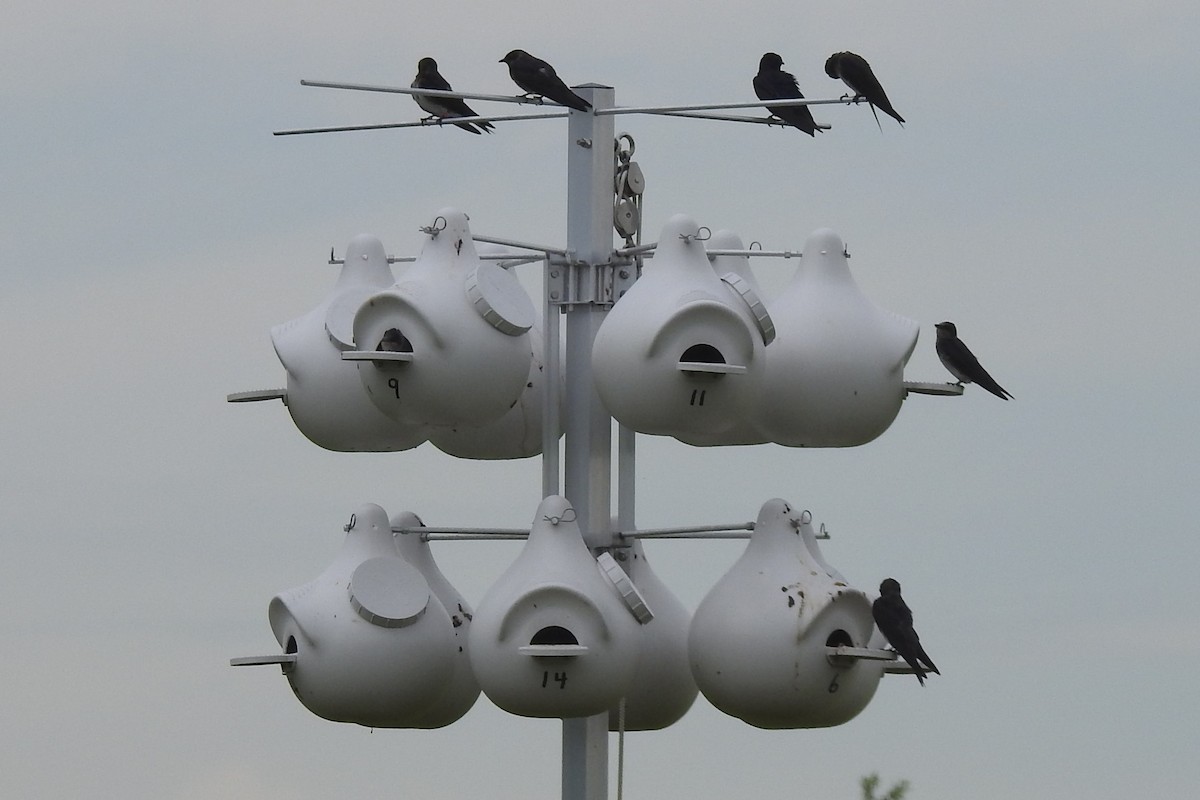 Hirondelle noire - ML644471760