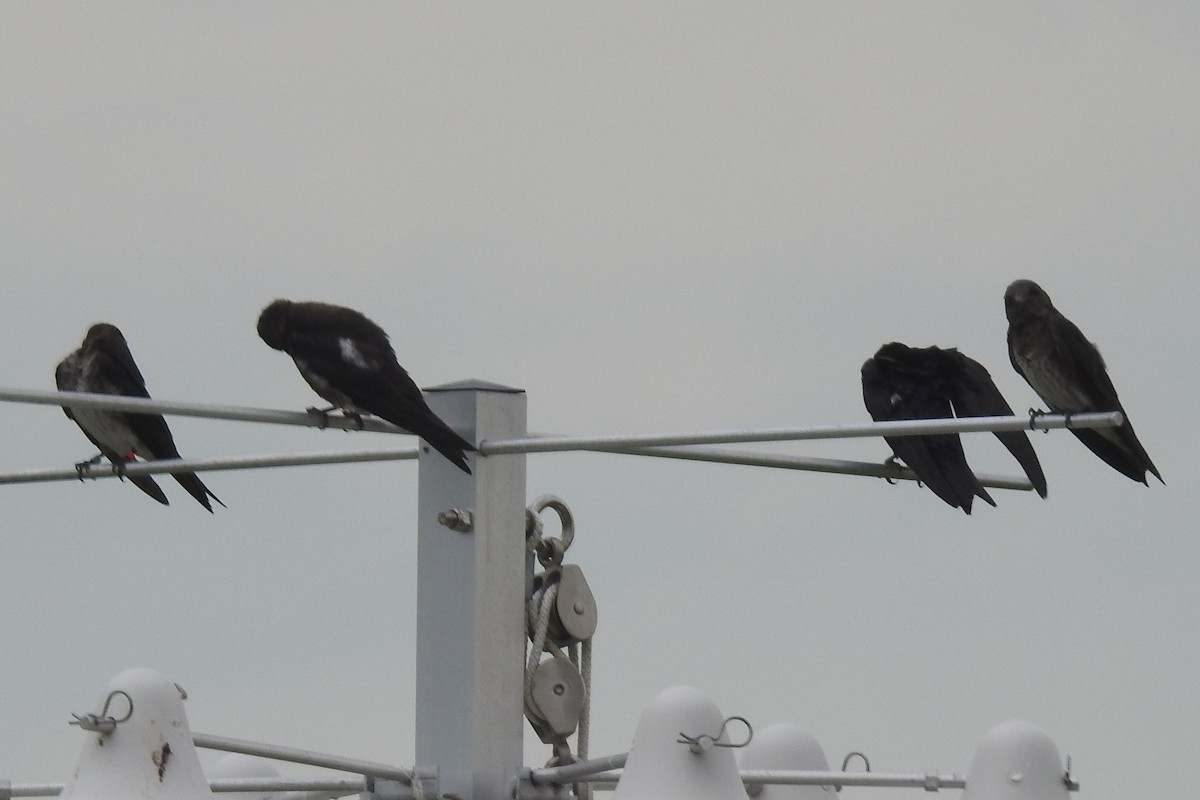 Hirondelle noire - ML644471761