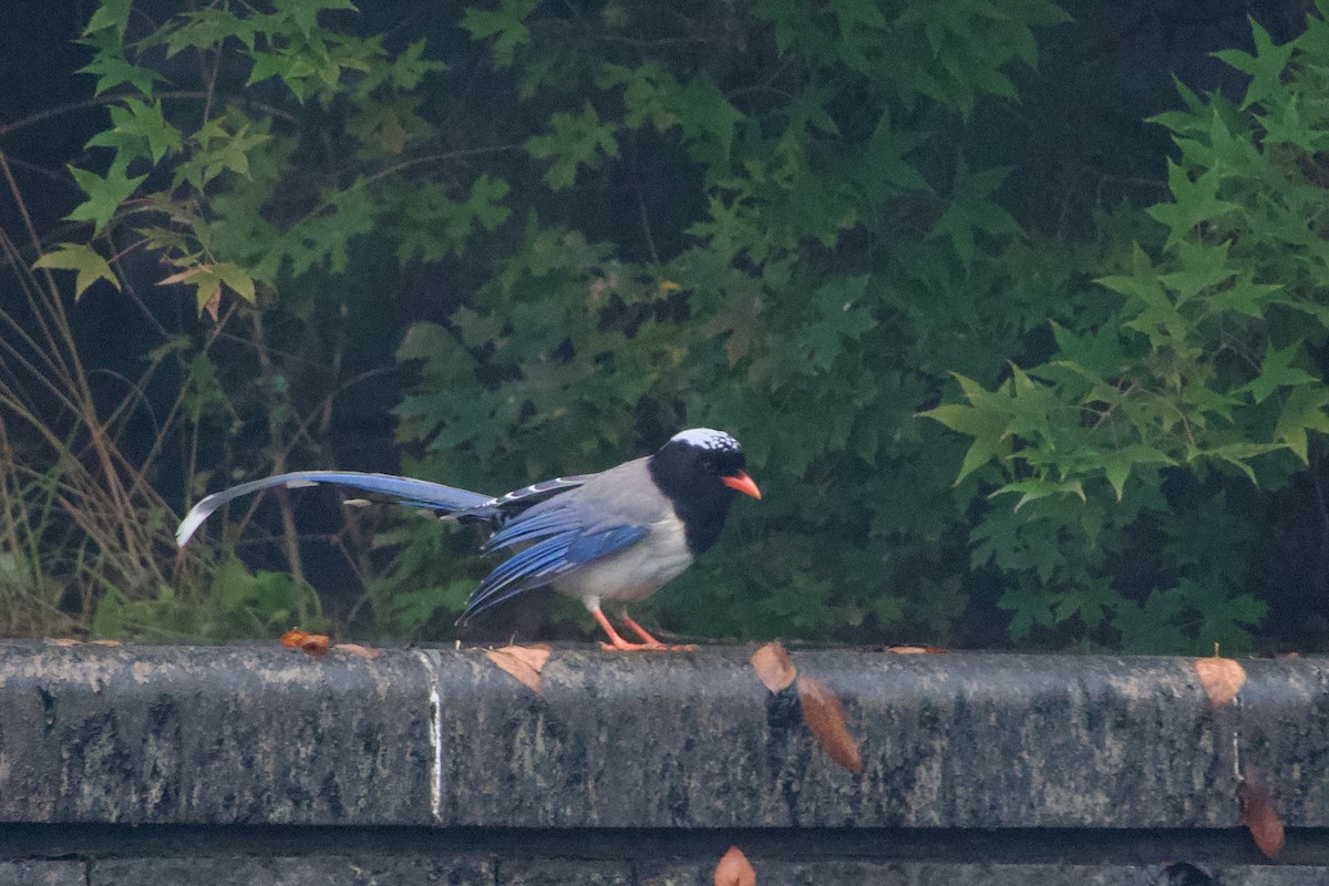 Red-billed Blue-Magpie - ML644471762