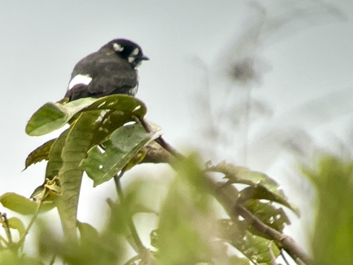White-browed Purpletuft - ML644471766